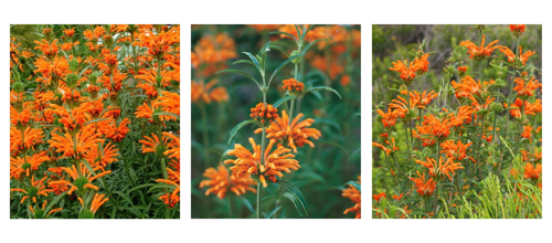 Leonotis Leonurus