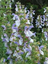 Salvia Africana