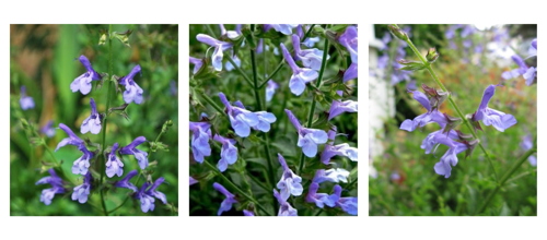 Salvia Africana