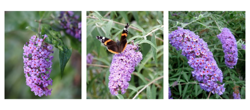 Buddleja Salviifolia