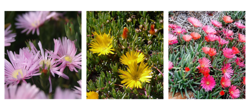 Lampranthus Sp.