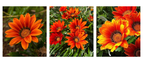 Gazania Krebsiana